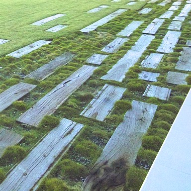 timber landscaping, no mow grass